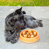 Spis langsomt-madskål til kæledyr